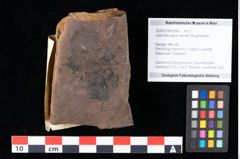 Foto (Objekt + Etikett) von Xylomites arbuti serrae Ettingshausen (NHMW-GEO-2024-0188-0066)